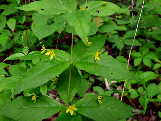 {Lysimachia quadrifolia}